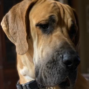 Meet your Posher, Bonnie